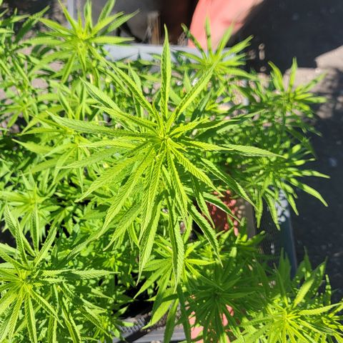 009: "OG Hella Jelly #1" growlog timeline photo