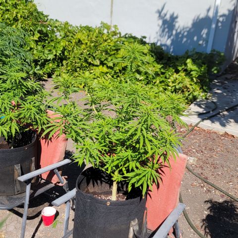 009: "OG Hella Jelly #1" growlog timeline photo