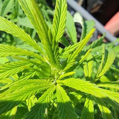 010: "OG Hella Jelly #2" growlog timeline photo