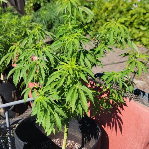 010: "OG Hella Jelly #2" growlog timeline photo