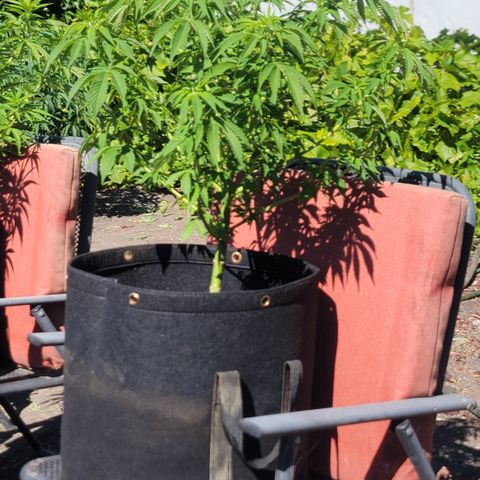 010: "OG Hella Jelly #2" growlog timeline photo