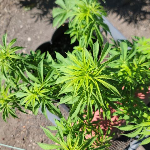 010: "OG Hella Jelly #2" growlog timeline photo