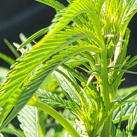 001: "Who Knows" growlog timeline photo