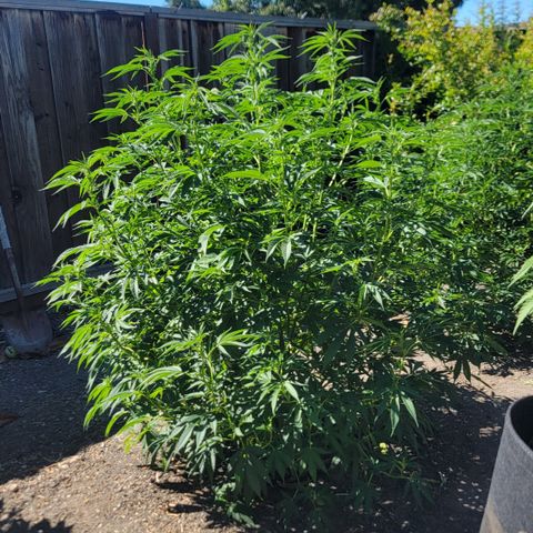 001: "Who Knows" growlog timeline photo