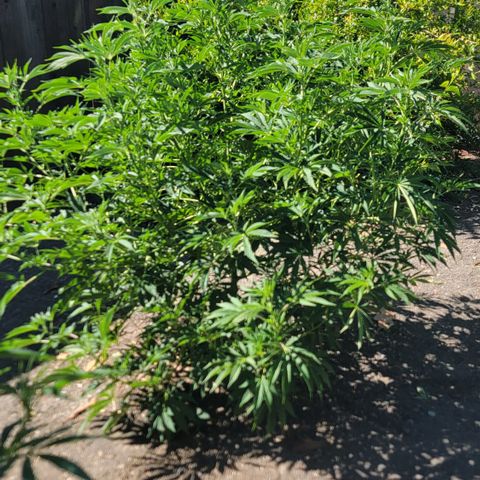 002: "Raul" growlog timeline photo