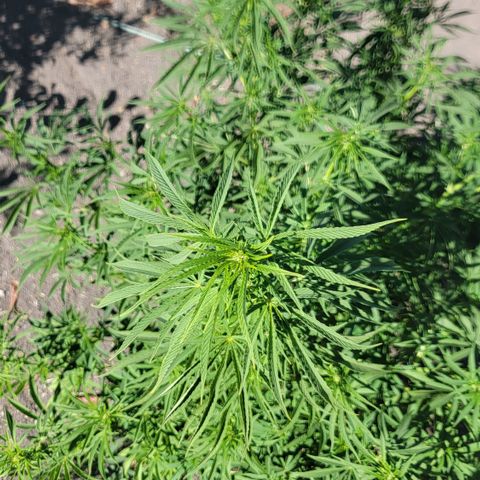 003: "Mike #2 (Right seed)  growlog timeline photo