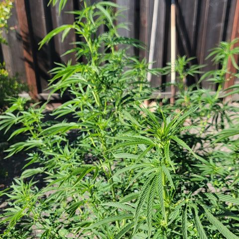 003: "Mike #2 (Right seed)  growlog timeline photo