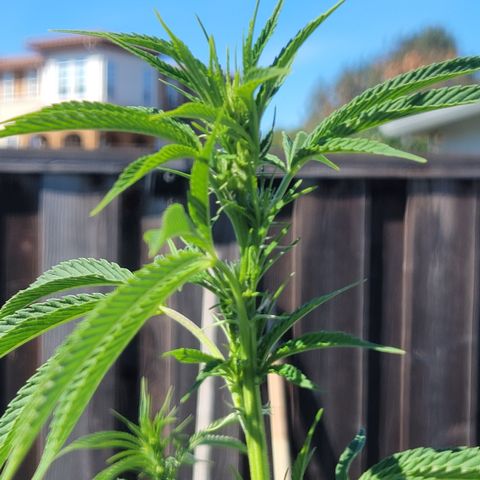 003: "Mike #2 (Right seed)  growlog timeline photo