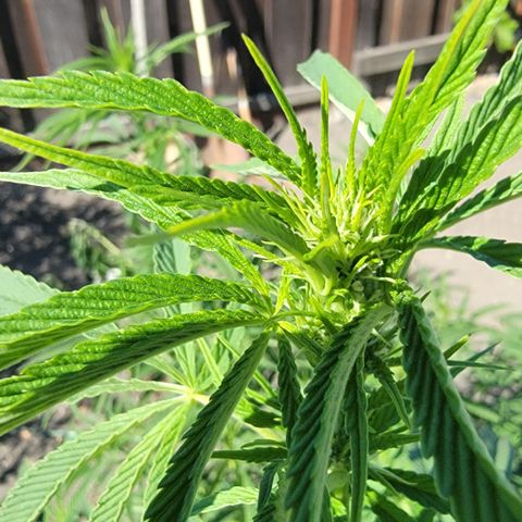 003: "Mike #2 (Right seed)  growlog timeline photo