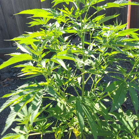 004: "Mike #1 (Left Seed)" growlog timeline photo