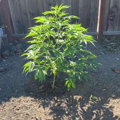 004: "Mike #1 (Left Seed)" growlog timeline photo