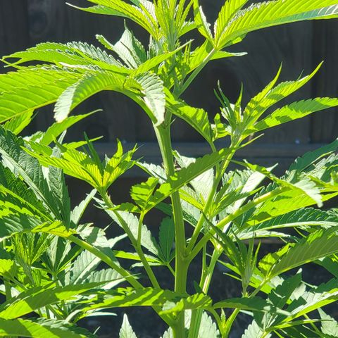 004: "Mike #1 (Left Seed)" growlog timeline photo