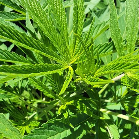 004: "Mike #1 (Left Seed)" growlog timeline photo