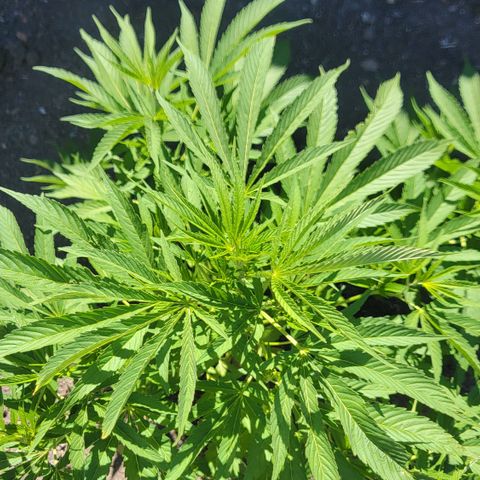 004: "Mike #1 (Left Seed)" growlog timeline photo