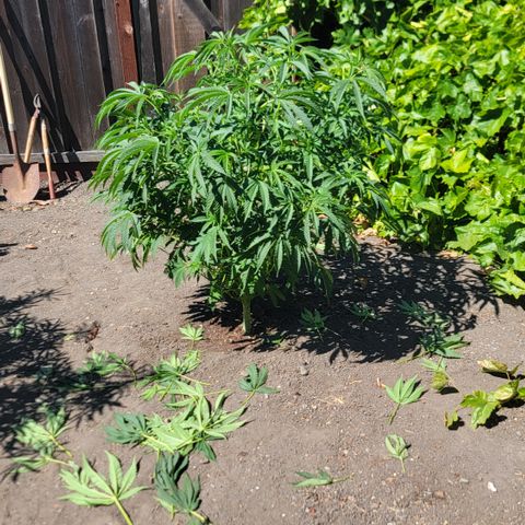 005: "Azul" growlog timeline photo