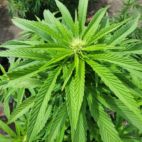 007: "Hella Jelly P5 #1" or AZUL?? growlog photo: Soil was already dry so watered with plain water again today. This time Drainage cup was full 