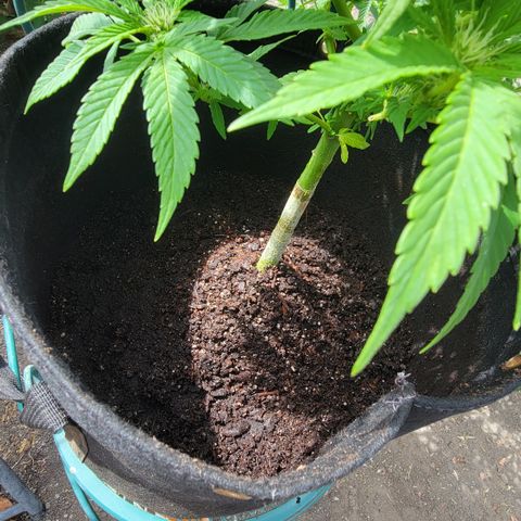 007: "Hella Jelly P5 #1" or AZUL?? growlog photo: Soil was already dry so watered with plain water again today. This time Drainage cup was full 