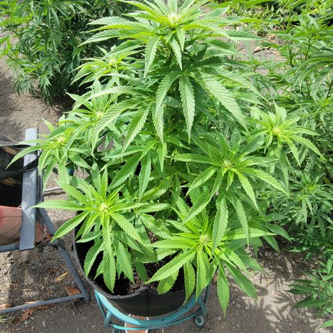007: "Hella Jelly P5 #1" or AZUL?? growlog photo: Soil was already dry so watered with plain water again today. This time Drainage cup was full 