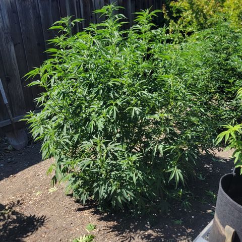 001: "Who Knows" growlog timeline photo