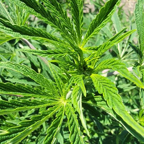 002: "Raul" growlog timeline photo