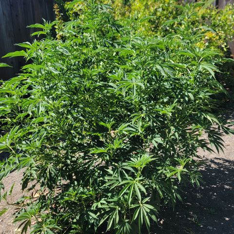 002: "Raul" growlog timeline photo
