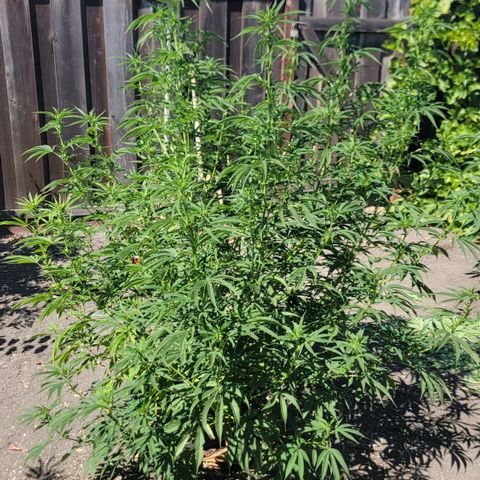 003: "Mike #2 (Right seed)  growlog timeline photo