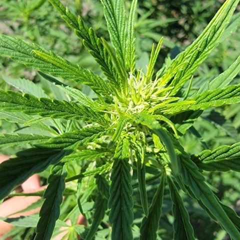 003: "Mike #2 (Right seed)  growlog timeline photo