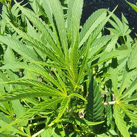 004: "Mike #1 (Left Seed)" growlog timeline photo