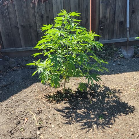004: "Mike #1 (Left Seed)" growlog timeline photo