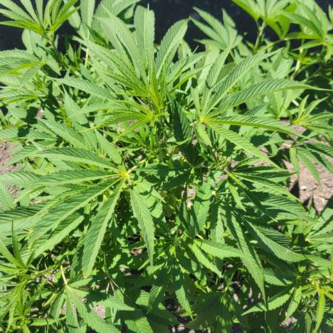 004: "Mike #1 (Left Seed)" growlog timeline photo