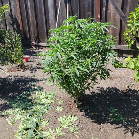 005: "Azul" growlog timeline photo