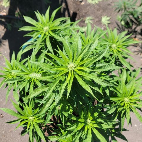 007: "Hella Jelly P5 #1" or AZUL?? growlog timeline photo
