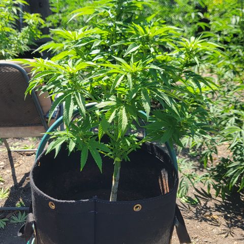 007: "Hella Jelly P5 #1" or AZUL?? growlog timeline photo
