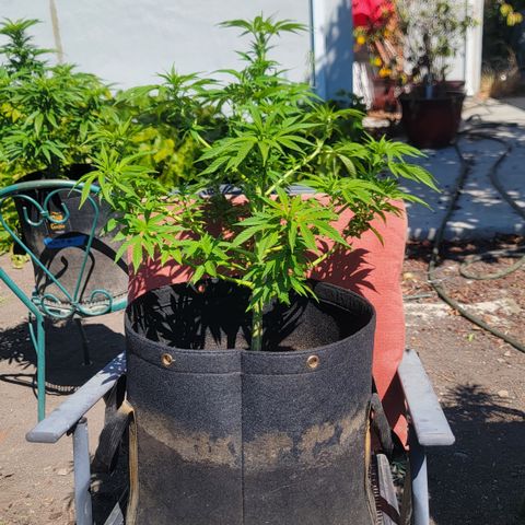 008: "Hella Jelly P5 #2"  growlog timeline photo