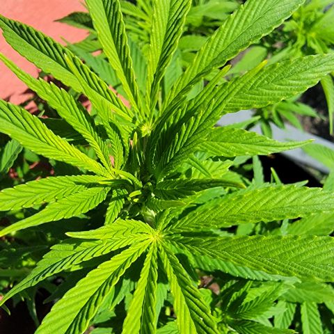 008: "Hella Jelly P5 #2"  growlog timeline photo