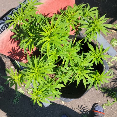 008: "Hella Jelly P5 #2"  growlog timeline photo