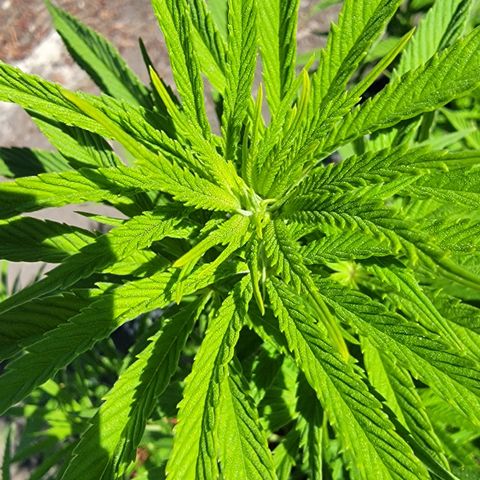 009: "OG Hella Jelly #1" growlog timeline photo