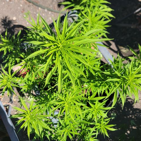 009: "OG Hella Jelly #1" growlog timeline photo