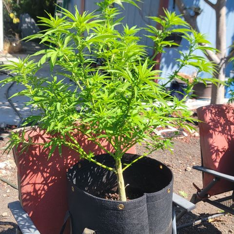 009: "OG Hella Jelly #1" growlog timeline photo