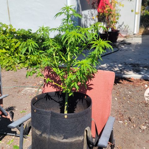 010: "OG Hella Jelly #2" growlog timeline photo