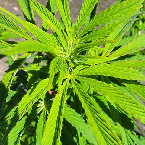 010: "OG Hella Jelly #2" growlog timeline photo