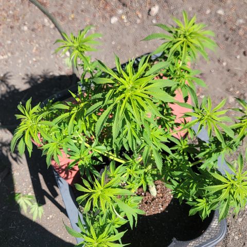 010: "OG Hella Jelly #2" growlog timeline photo