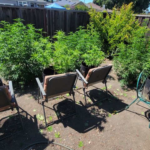 009: "OG Hella Jelly #1" growlog timeline photo