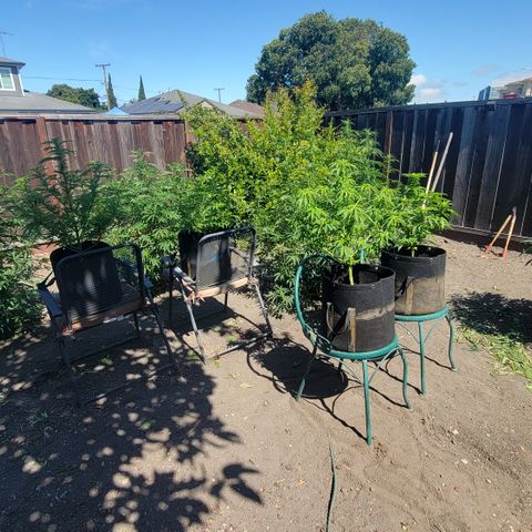 009: "OG Hella Jelly #1" growlog photo: Changed chair and positioning for og #2 
