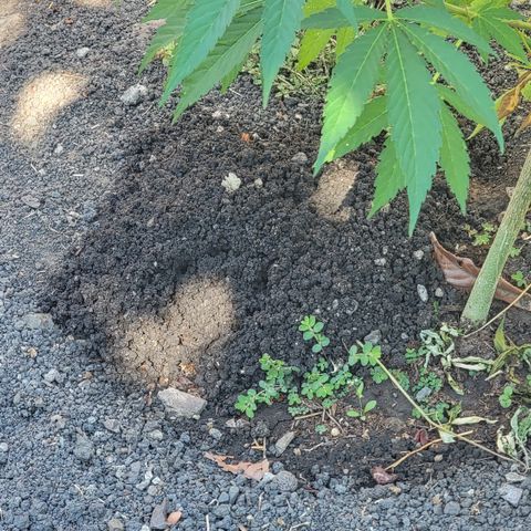 004: "Mike #1 (Left Seed)" growlog photo: Gopher hole