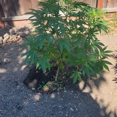 004: "Mike #1 (Left Seed)" growlog photo: Gopher hole