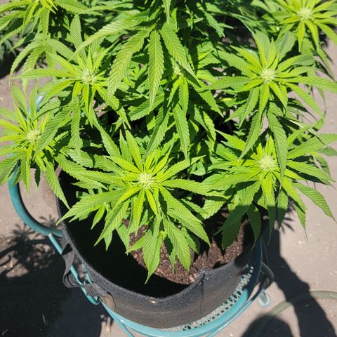 007: "Hella Jelly P5 #1" or AZUL?? growlog timeline photo