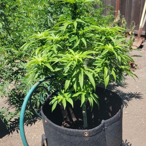 007: "Hella Jelly P5 #1" or AZUL?? growlog timeline photo