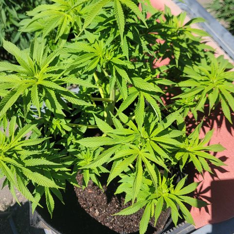 008: "Hella Jelly P5 #2"  growlog timeline photo