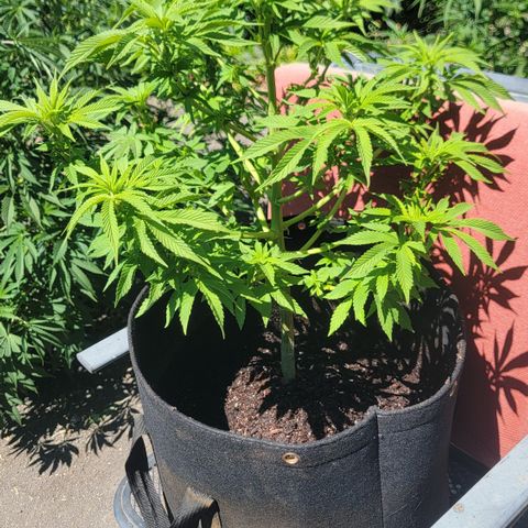 008: "Hella Jelly P5 #2"  growlog timeline photo